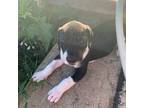 Great Dane Puppy for sale in Montgomery City, MO, USA