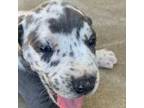 Navy blue boy (Blue Merle)