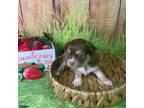 Dachshund Puppy for sale in Starr, SC, USA