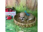 Dachshund Puppy for sale in Starr, SC, USA