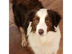 Border Collie Puppy for sale in Manchester, NH, USA