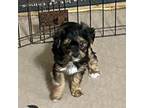 Mutt Puppy for sale in Gloucester, VA, USA