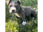 Mutt Puppy for sale in Wister, OK, USA