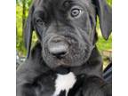 Cane Corso Puppy for sale in Sand Lake, MI, USA