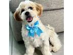Zuchon Puppy for sale in Saint Cloud, FL, USA