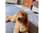 Labradoodle Puppy for sale in Chesapeake, VA, USA
