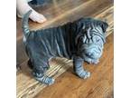 Chinese Shar-Pei Puppy for sale in Liberty, KY, USA