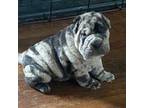 Chinese Shar-Pei Puppy for sale in Liberty, KY, USA