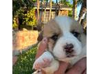 Pembroke Welsh Corgi Puppy for sale in Ontario, CA, USA
