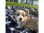 Pembroke Welsh Corgi Puppy for sale in Ontario, CA, USA