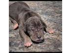 Great Dane Puppy for sale in Lynchburg, VA, USA