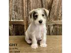 Schnauzer (Miniature) Puppy for sale in Round Lake, IL, USA
