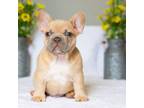 French Bulldog Puppy for sale in Perry, FL, USA