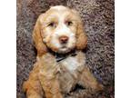 Australian Labradoodle Puppy for sale in Severna Park, MD, USA