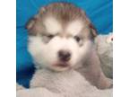 Alaskan Malamute Puppy for sale in Jefferson City, MO, USA