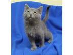 Graphite - 39501 Domestic Mediumhair Kitten Male