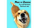 Mac and Cheese Golden Retriever Adult Male