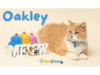 Oakley Domestic Shorthair Kitten Male