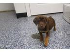 Augustus Gloop Beagle Puppy Male