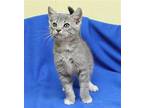 Ash - 39503 Domestic Shorthair Kitten Male