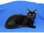 Rocky - 39650 Domestic Shorthair Young Male