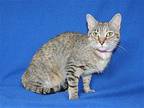 Whiskers - 39613 Domestic Shorthair Young Female