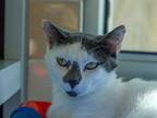 Yzma Domestic Shorthair Adult Female