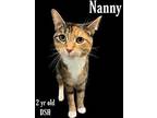 Nanny Domestic Shorthair Adult Female