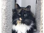 Tortie Domestic Longhair Adult Female