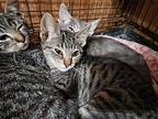Vienna Domestic Shorthair Kitten Female