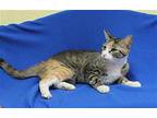 Misa - 39640 Domestic Shorthair Young Female
