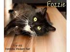 Fozzie Domestic Mediumhair Adult Male
