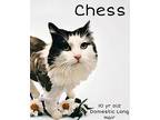 Chess Domestic Longhair Senior Female