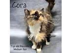 Cora Domestic Mediumhair Adult Female