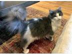 MARY Domestic Longhair Young Female