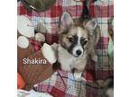 Shakira Terrier (Unknown Type, Medium) Puppy Female