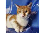 Sally Domestic Shorthair Young Female