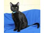 Rex - 39648 Domestic Shorthair Young Male