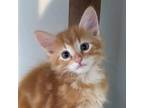 Sprout Domestic Shorthair Young Male