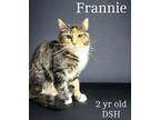Frannie Domestic Shorthair Adult Female