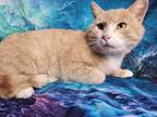 Chex Domestic Shorthair Adult Female