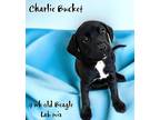 Charlie Bucket Beagle Puppy Male
