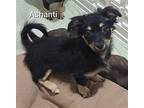 Ashanti Terrier (Unknown Type, Medium) Puppy Female
