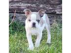 Boston Terrier Puppy for sale in Stewartsville, MO, USA
