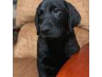 Labrador Retriever Puppy for sale in Spotsylvania, VA, USA
