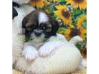 Shih Tzu Puppy for sale in Loudonville, OH, USA