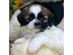Shih Tzu Puppy for sale in Loudonville, OH, USA