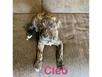 Cleo Labrador Retriever Puppy Female