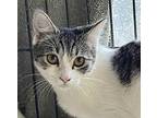 COLLEEN Domestic Shorthair Adult Female