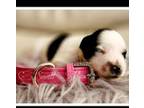 Schnauzer (Miniature) Puppy for sale in Fort Worth, TX, USA